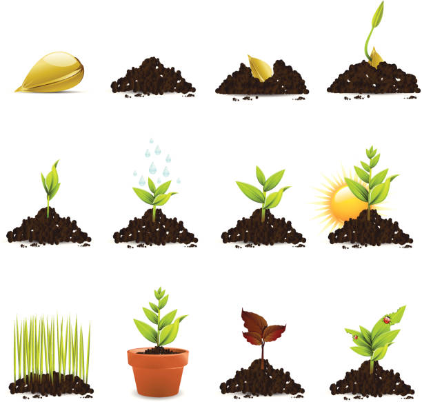 Seed and Plant Growth Icons http://www.cumulocreative.com/istock/File Types.jpg fertilizer illustrations stock illustrations