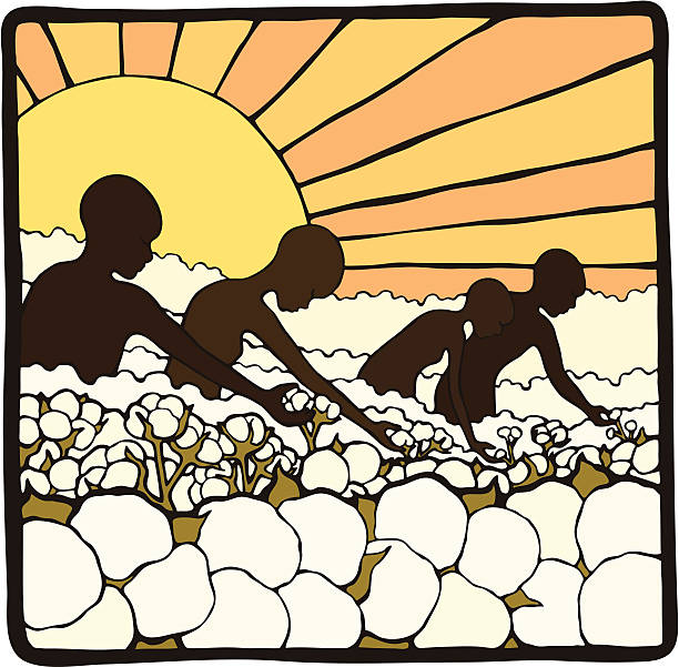 Picking Cotton Men and Women laborers picking cotton. African men and women illustrated among vast fields (or a plantation) of cotton working as slaves. A large sun beats hot rays of light down in the background. slave plantation stock illustrations