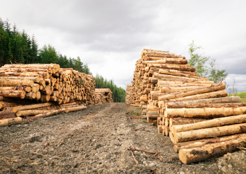 Tall stacks of cut timber left to dry in rows near the edge of a cultivated pine forest.