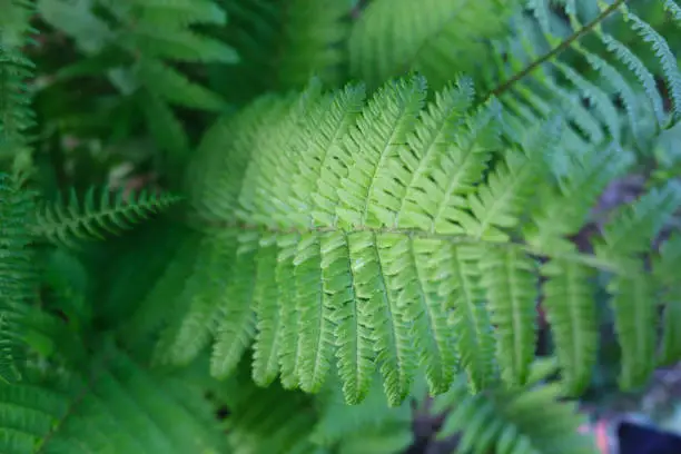 Fern plants Background of the ferns Nature concept. Green ferns nature. download photo