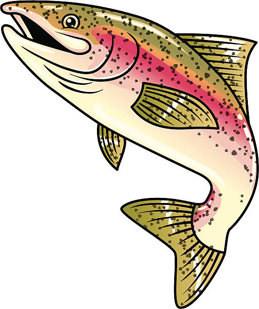 rainbow trout cartoon rainbow trout trout illustrations stock illustrations