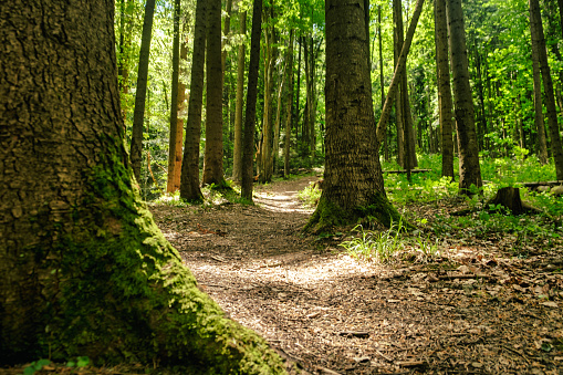 Path in the forest. Mysterious path full of roots in the middle of wooden coniferous forest, surrounded by green bushes and leaves. download photo