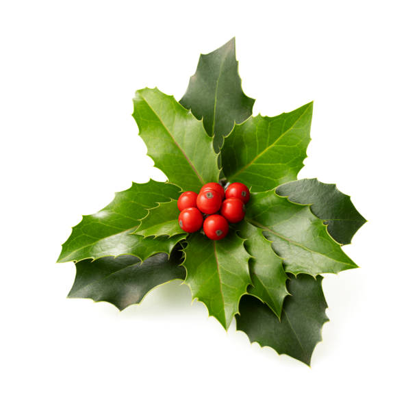 istock Christmas Holly With Red Berries. 1656784050