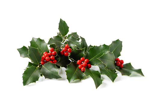 Fresh holly leaves with red berries on white background.  Winter natural decoration