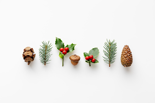 Collection of decorative Christmas plants. Acorn,  pine cones and berries.