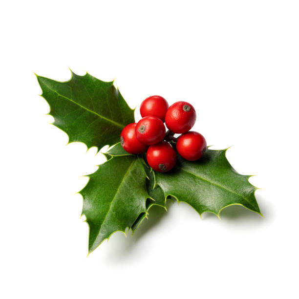Fresh holly leaves with red berries on white background.  Winter natural decoration