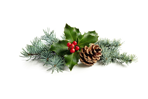 Christmas decoration of holly berry and pine cone. Traditional festive decoration on white background.