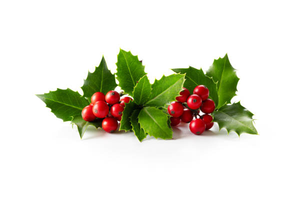 Christmas Holly With Red Berries. stock photo