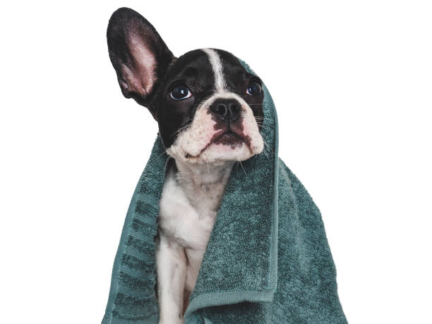 istock Cute brown puppy and blue towel. Close-up 1656785714