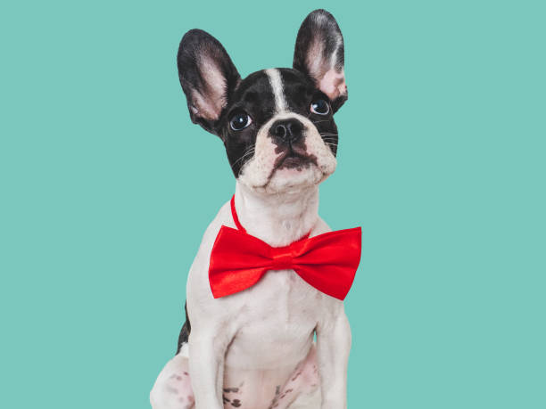 istock Cute puppy and bright bow tie. Close-up, indoors 1656785961