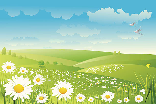 illustrazioni stock, clip art, cartoni animati e icone di tendenza di sfondo fiore margherita - spring flower meadow daisy