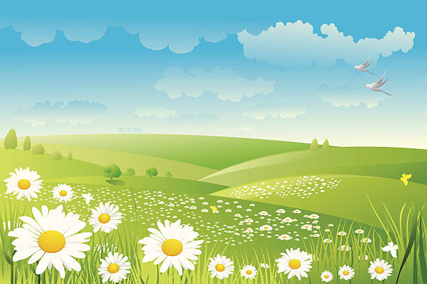 Illustration of a daisy flower field Illustration of Beautiful daisy flower background, all elements is individual objects. No transparencies, contains AI and jpeg, user can edit easily, all layers are separate, Please view my profile. rolling landscape stock illustrations