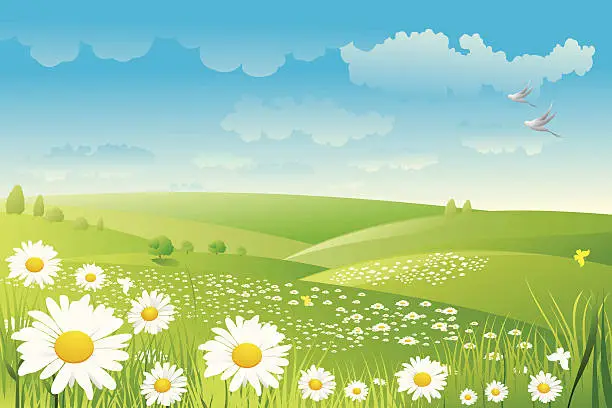 Vector illustration of Illustration of a daisy flower field