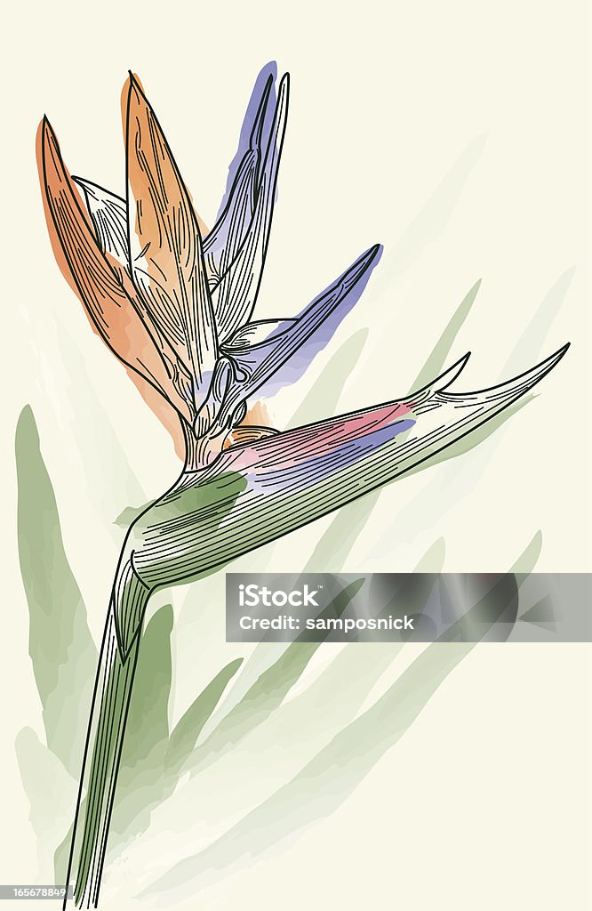 Ptaszek Raju Kwiat-Line Art - Grafika wektorowa royalty-free (Strelicja królewska)