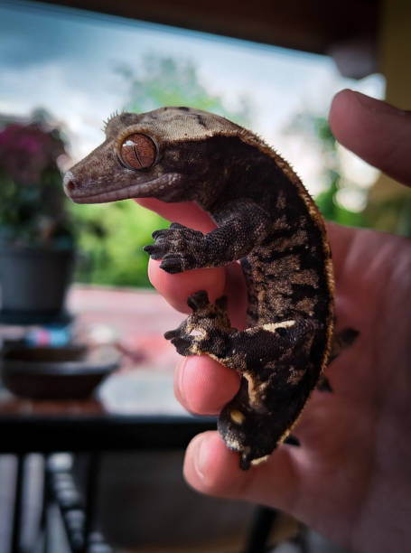 istock my beautifull crested gecko s 1656795017
