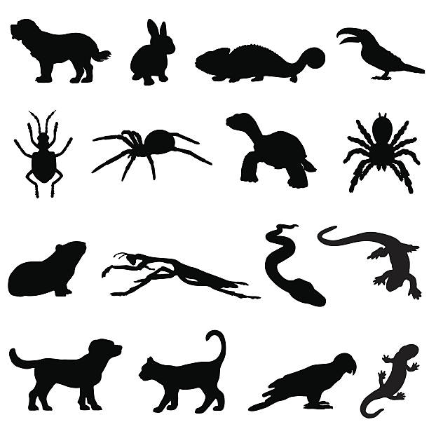 Pet silhouette set Silhouettes of pets including a dog, rabbit, chamelion, bug, spider, tortoise, tarantula, hamster, insect, praying mantis, snake, lizzard, cat, parrot and newt. invertebrate stock illustrations