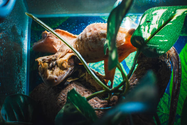 istock my beautifull crested gecko s 1656801771