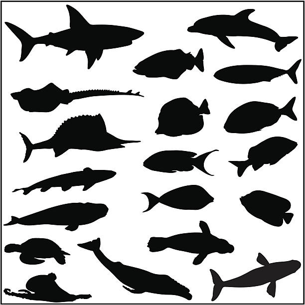 illustrations, cliparts, dessins animés et icônes de collection de silhouettes de poissons et la vie sous-marine - animals and pets isolated objects sea life