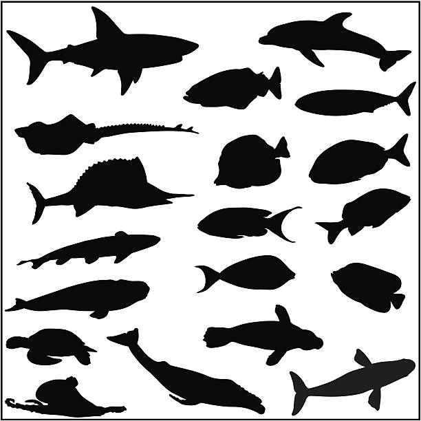 컬레션 많은 피쉬와 바다빛 생은 실루엣 - tuna silhouette fish saltwater fish stock illustrations