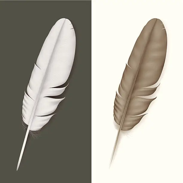 Vector illustration of feather