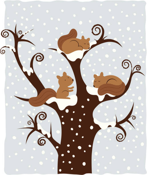 Squirrels 4 Seasons Series Three squirrels on oak tree in the winter. sleeping squirrel stock illustrations