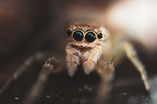 Macro closeup of a hunting spider with a fly in mouth