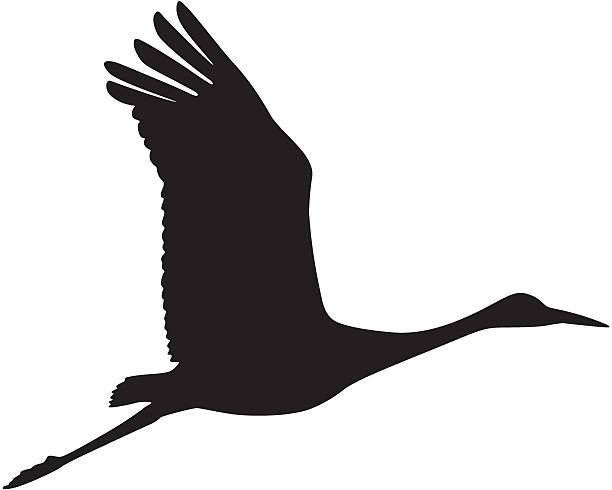 Sandhill Crane in Flight Silhouette A sandhill crane in flight. crane bird stock illustrations