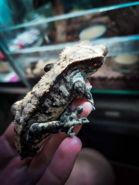 istock my beautifull crested gecko s 1656813627