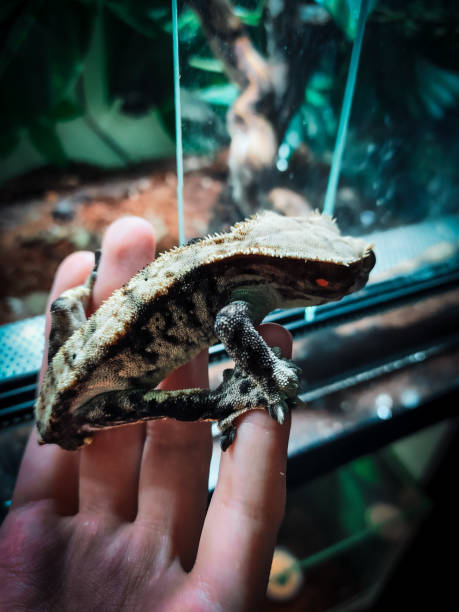 istock my beautifull crested gecko s 1656813628