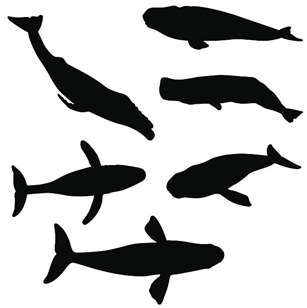 whale silhouette kollektion - pottwal stock-grafiken, -clipart, -cartoons und -symbole