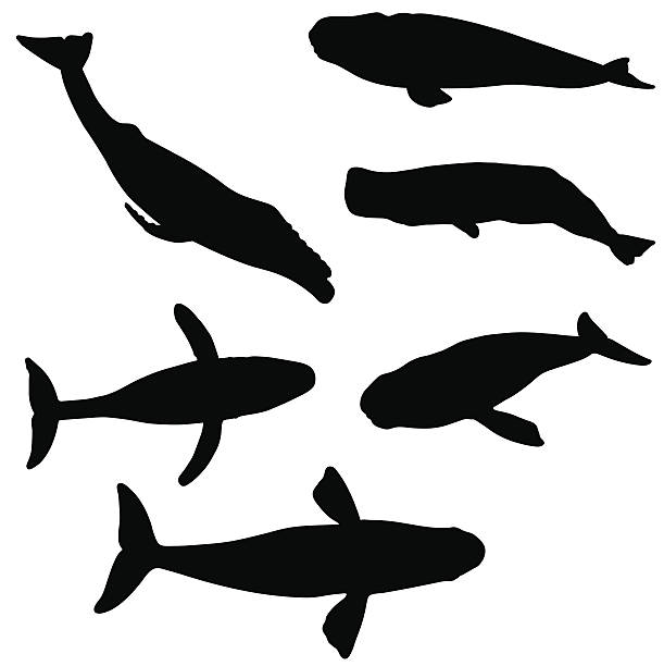 illustrazioni stock, clip art, cartoni animati e icone di tendenza di collezione silhouette di balena - capodoglio