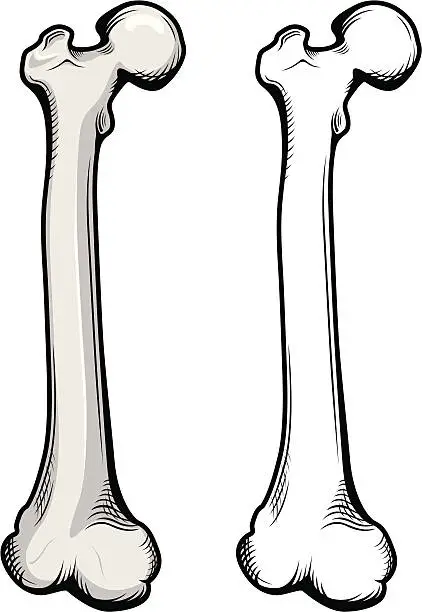 Vector illustration of Femur bone illustration