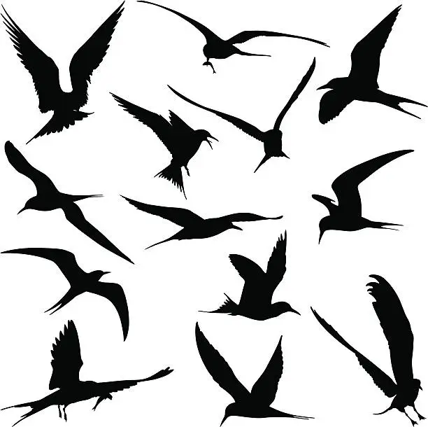 Vector illustration of Sea Birds
