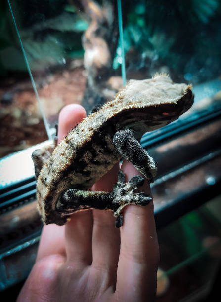 istock my beautifull crested gecko s 1656822146