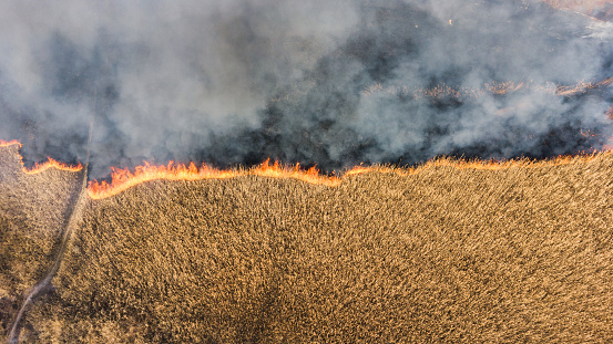 Fire burn on yellow straw rice field with smoke aerial view agricultural industry. download image