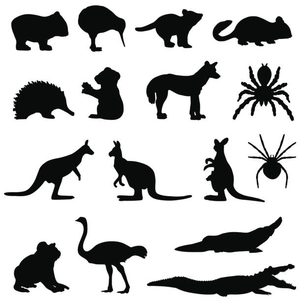 illustrations, cliparts, dessins animés et icônes de ensemble d'animaux australiens silhouette - wallaroo