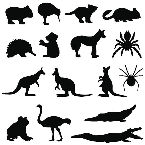 Australian animals silhouette set Australian animals in silhouette including a wombat, kiwi, tasmanian devil, possum,echidna,koala bear, dingo, spider, tarantula, kangaroo. echidna stock illustrations