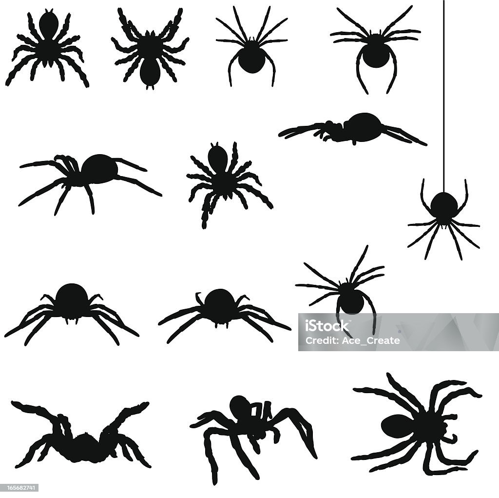 Spider silhouette collection contains spiders such as the redback and a tarantula. Spider stock vector