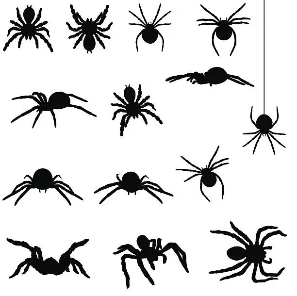 Vector illustration of Spider silhouette collection