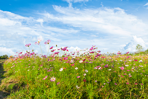 Pink Cosmos Flowers in Field Against Blue Sky