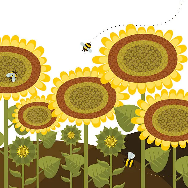 Vector illustration of Sunflowers bees summer spring nature flower gardening illustration vector