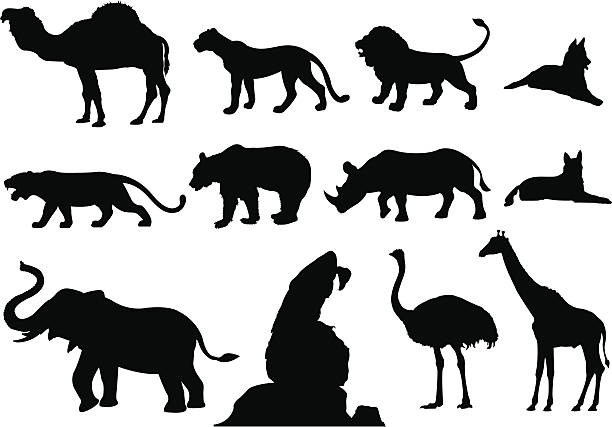 Silhouettes of various animals isolated on white some animals as black silhouette. ostrich silhouette stock illustrations