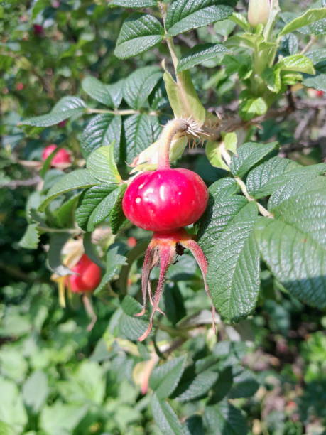 istock Rose hip red berry on green foliage background 1656832358