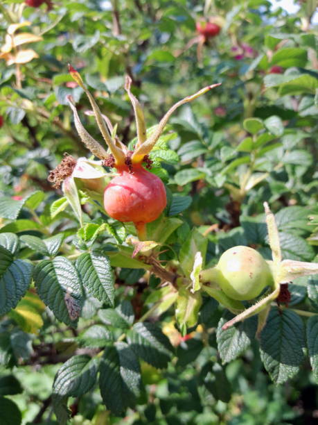 istock Rose hip red berry on green foliage background 1656832917