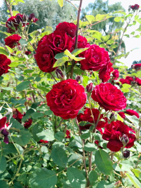 istock Red rose flowers on green leaves background 1656835122