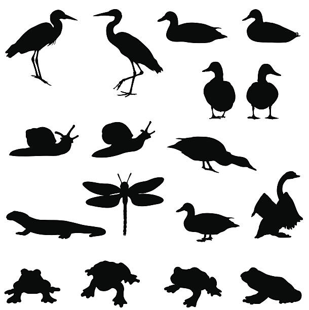 Pond life silhouettes silhouettes of wildlife which can be found in ponds. water bird illustrations stock illustrations