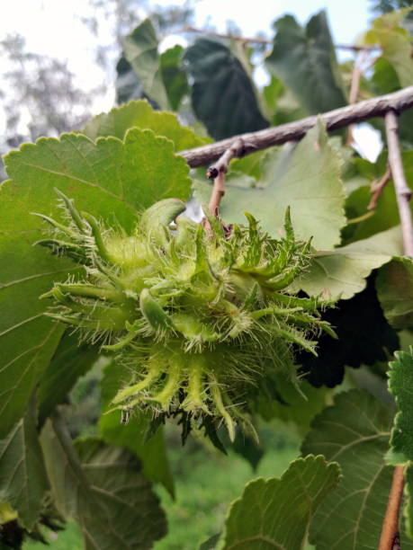 istock Turkish Hazel tree (Corylus coturna) green fruits on foliage background 1656837249