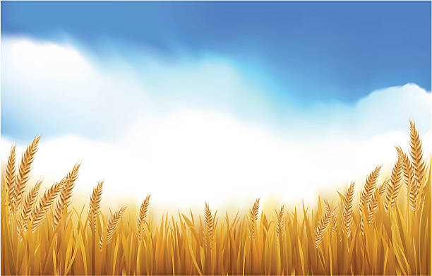 Paddy or Grain Field Golden wheat or grain growing healthy and ready for harvest rice paddy stock illustrations