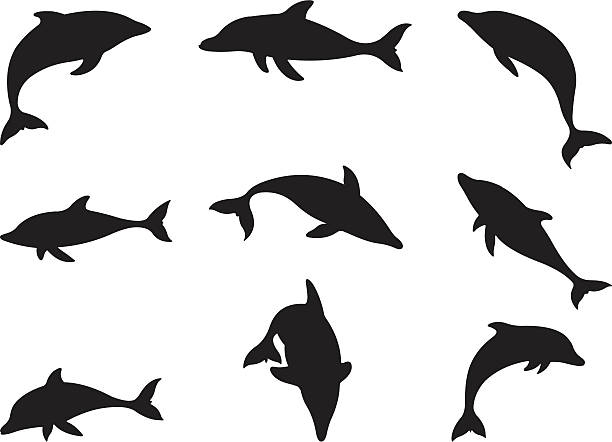 Dolphins in action vector art illustration