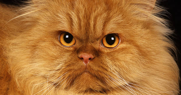 istock Red Self Persian Domestic Cat laying against Black Background 1656840388